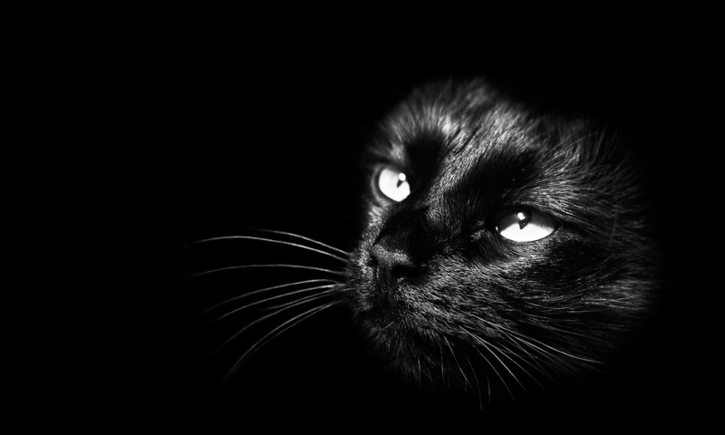 Поговорим о кошках31