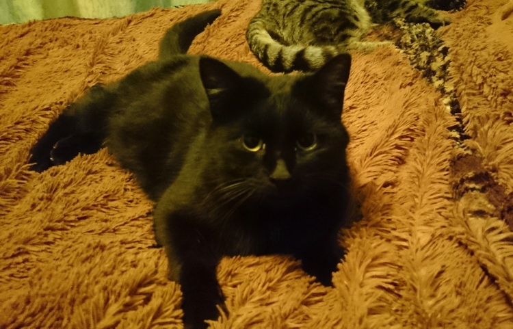 Поговорим о кошках31