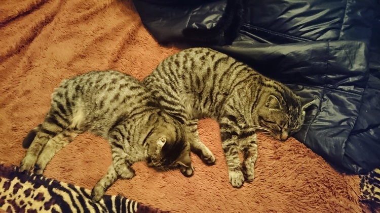 Поговорим о кошках31