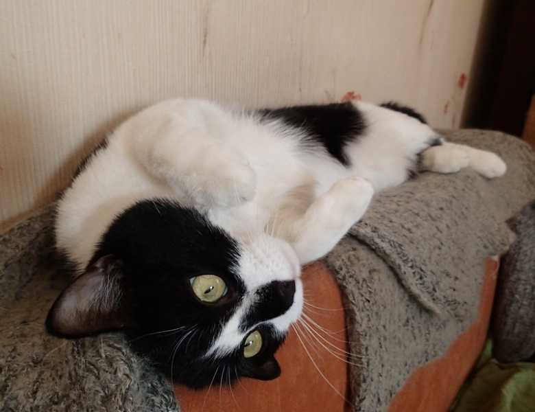 Поговорим о кошках31