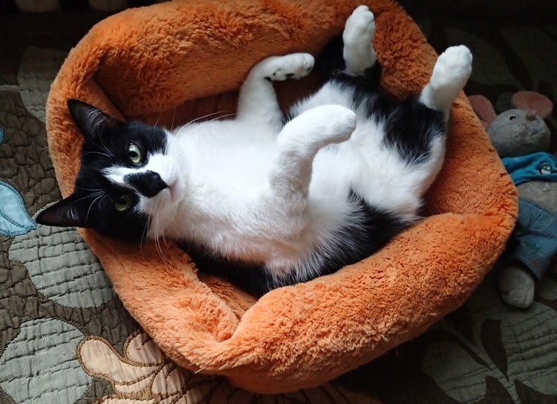 Поговорим о кошках31