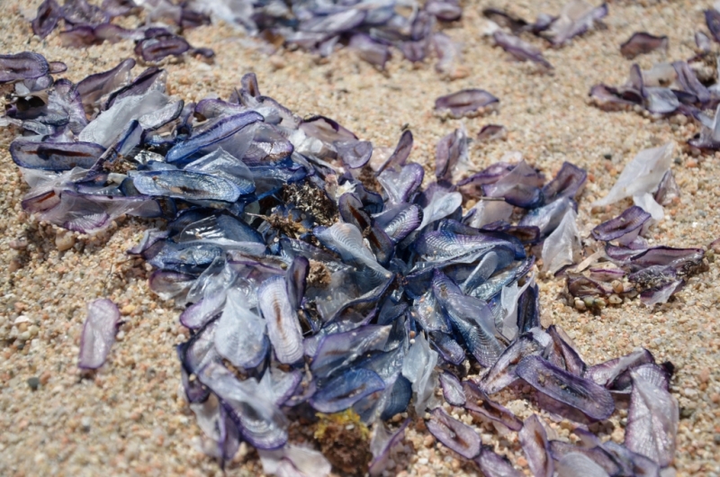 Корсика. Неделя на острове красоты. Май 2014