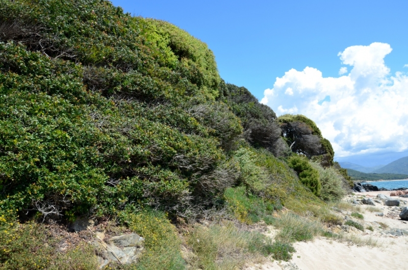 Корсика. Неделя на острове красоты. Май 2014