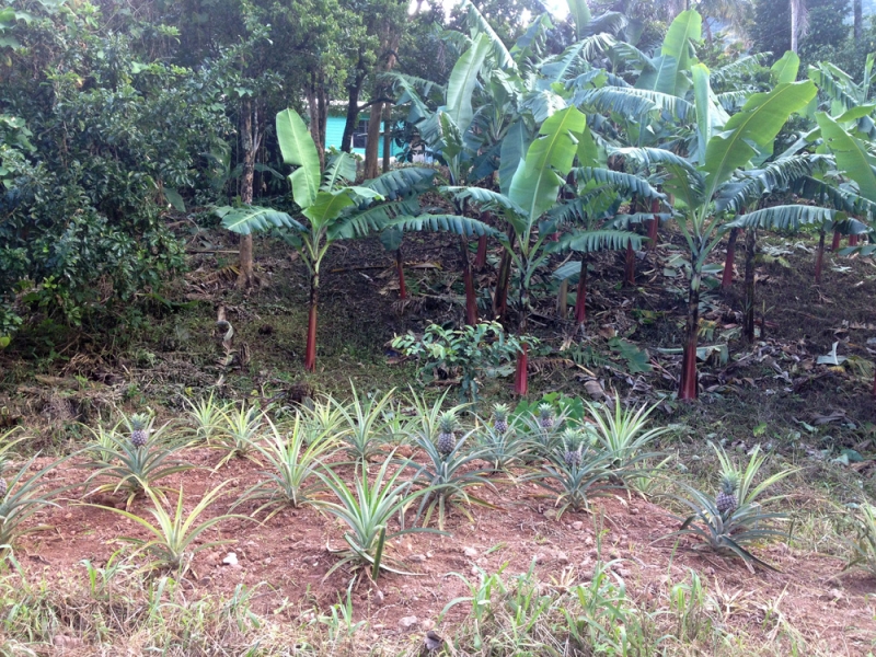 Все острова давным-давно открыты: трансатлантика Costa Fortuna на Карибы, декабрь 2014