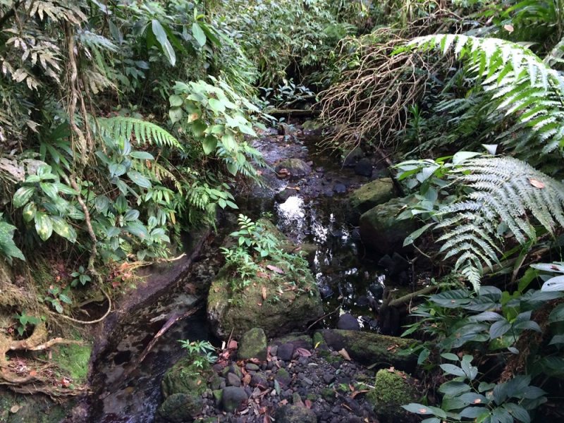 Все острова давным-давно открыты: трансатлантика Costa Fortuna на Карибы, декабрь 2014