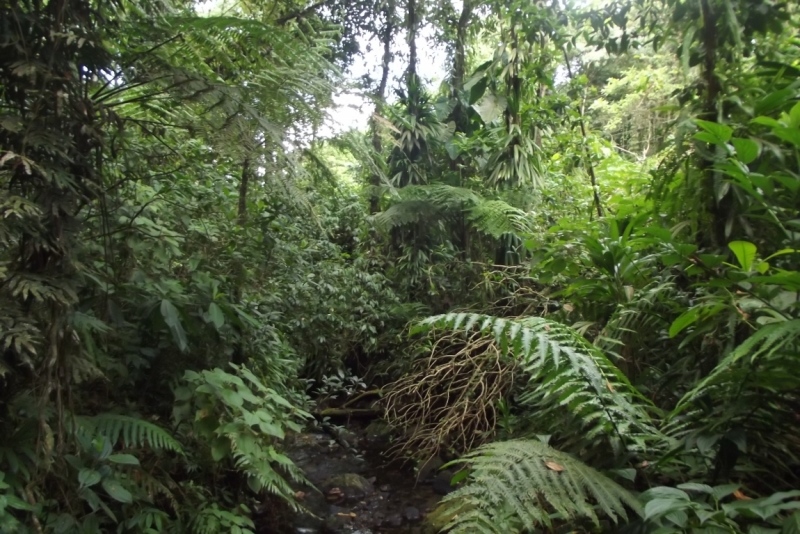 Все острова давным-давно открыты: трансатлантика Costa Fortuna на Карибы, декабрь 2014