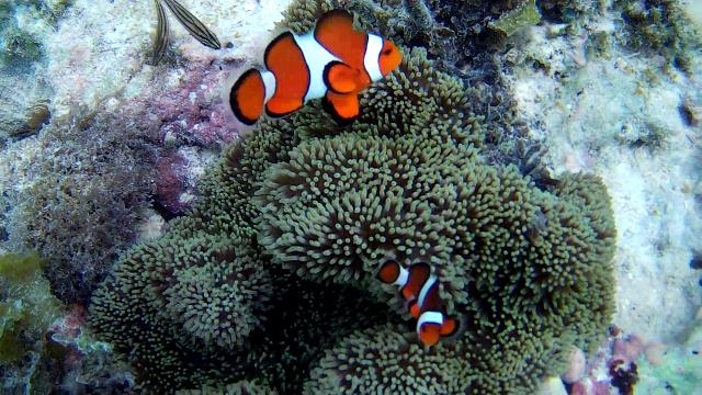 Снорк на Бохоле (Анда), в Дауине, Тан Аван (китовые акулы), на Апо, Сикихоре+ Корон  ВИДЕО