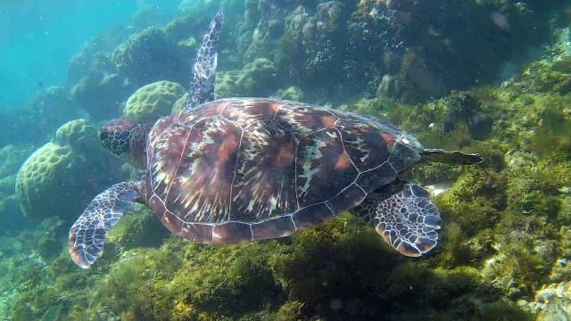 Снорк на Бохоле (Анда), в Дауине, Тан Аван (китовые акулы), на Апо, Сикихоре+ Корон  ВИДЕО
