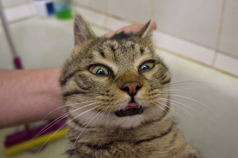 Поговорим о кошках31