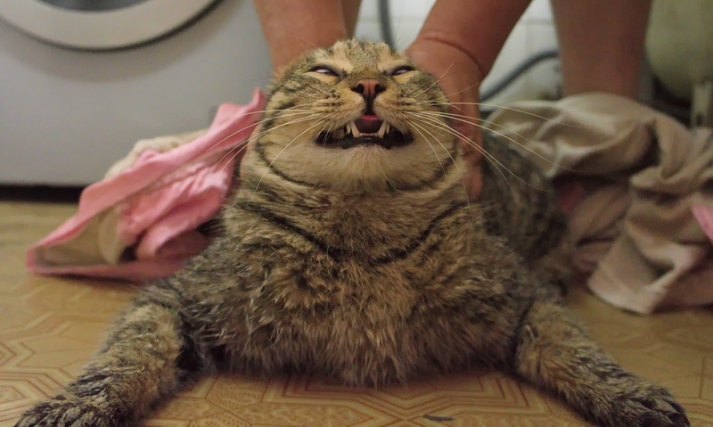 Поговорим о кошках31