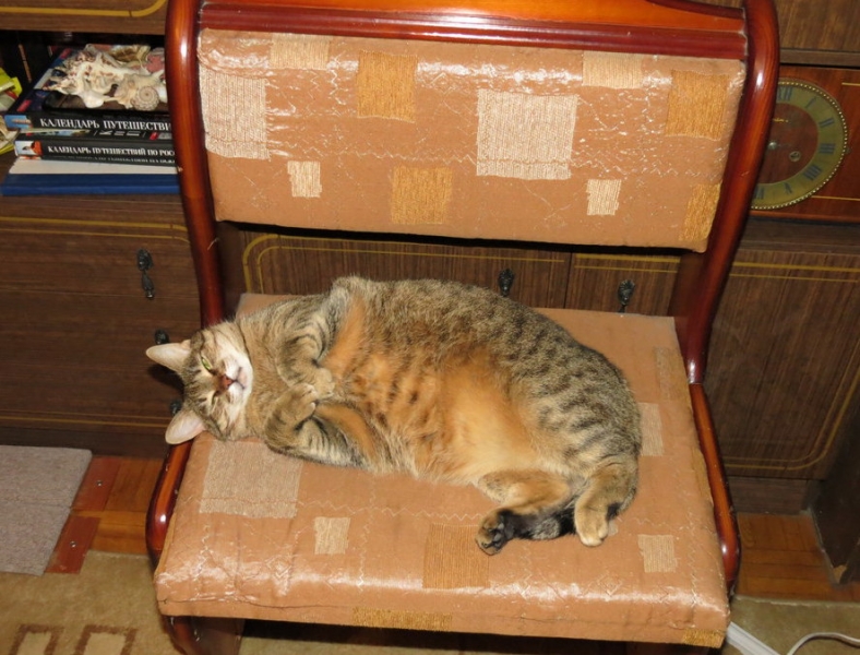 Поговорим о кошках31