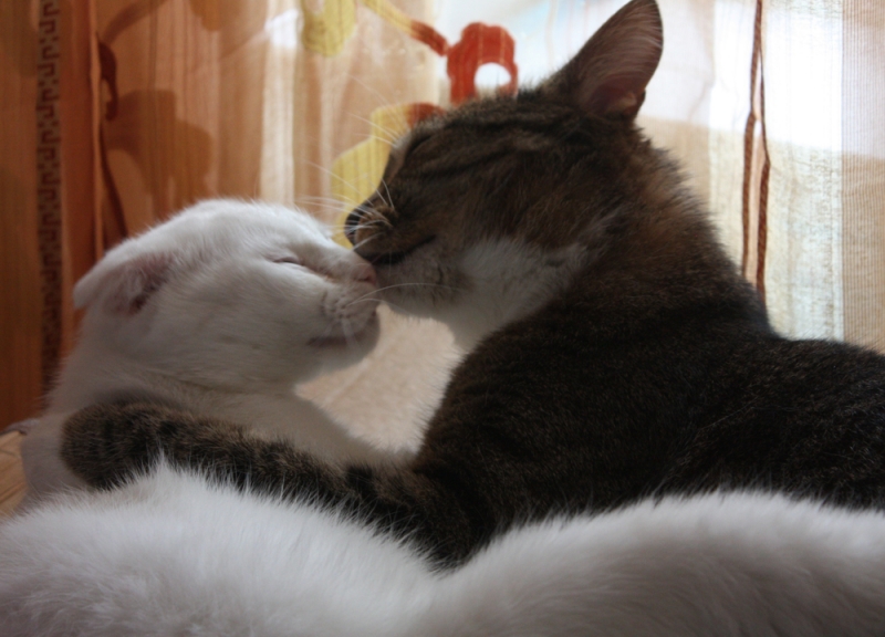 Поговорим о кошках31