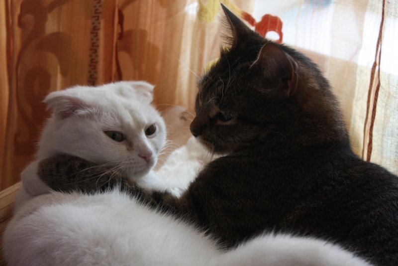 Поговорим о кошках31