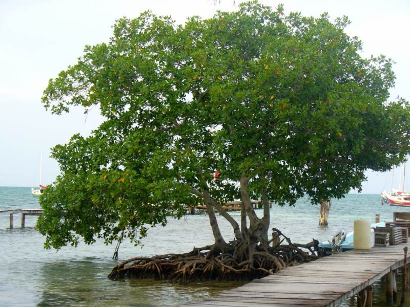 Belize-2