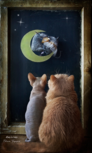 Поговорим о кошках31