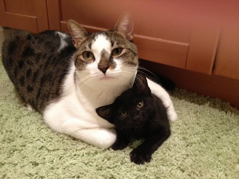 Поговорим о кошках31