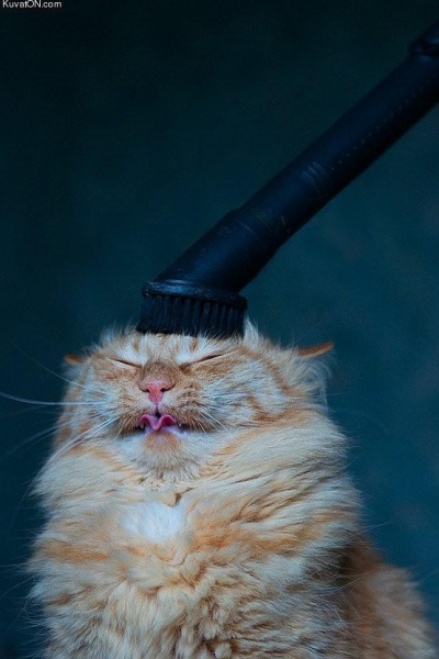 Поговорим о кошках31