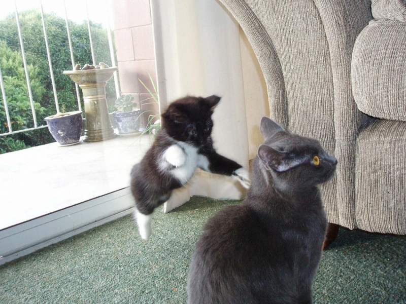 Поговорим о кошках31