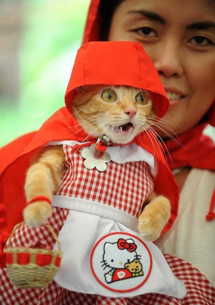 Поговорим о кошках31