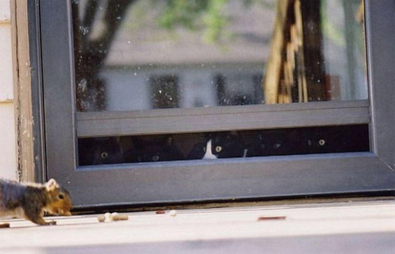 Поговорим о кошках31