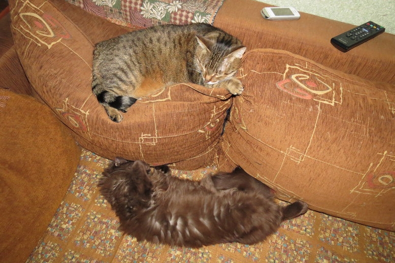 Поговорим о кошках31