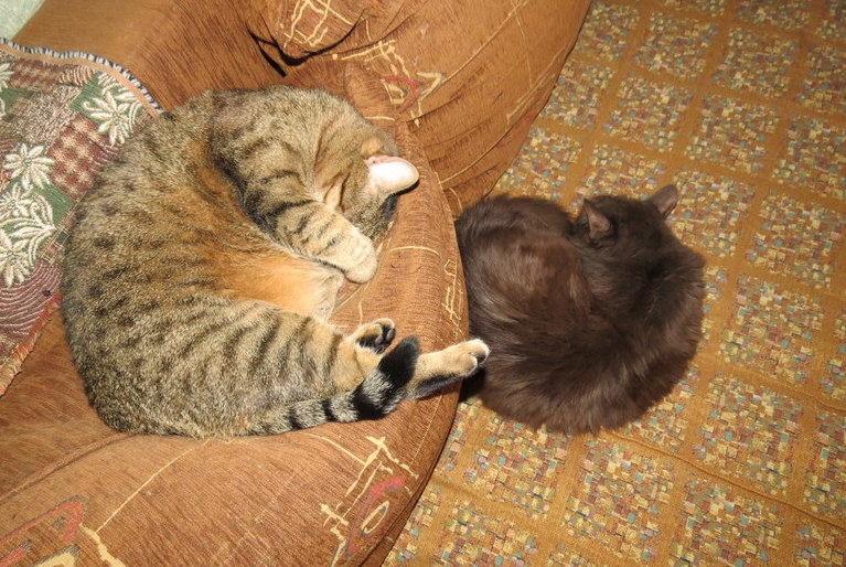 Поговорим о кошках31