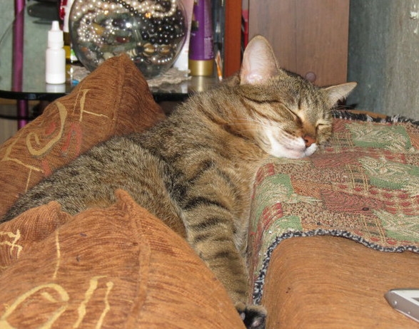 Поговорим о кошках31