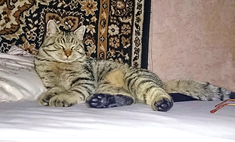 Поговорим о кошках31