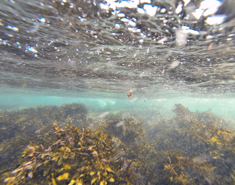 Культурный треугольник на мотобайках + пляжи Хиккадува - Матара (много фото)
