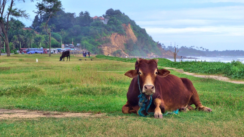 Культурный треугольник на мотобайках + пляжи Хиккадува - Матара (много фото)