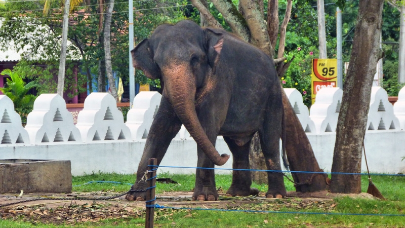 Культурный треугольник на мотобайках + пляжи Хиккадува - Матара (много фото)