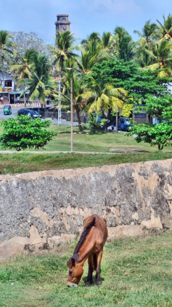 Культурный треугольник на мотобайках + пляжи Хиккадува - Матара (много фото)