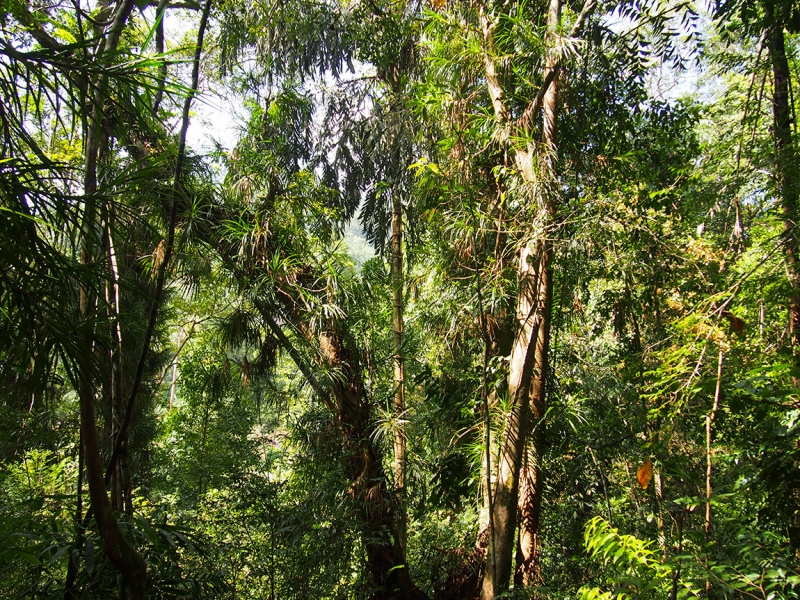 Сингхараджа и дикая фауна