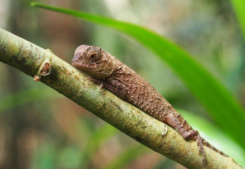 Сингхараджа и дикая фауна
