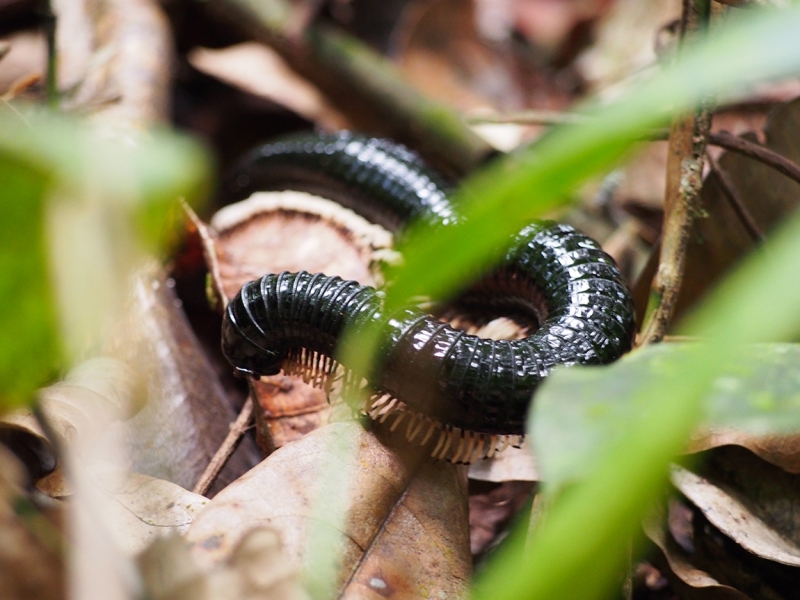 Сингхараджа и дикая фауна