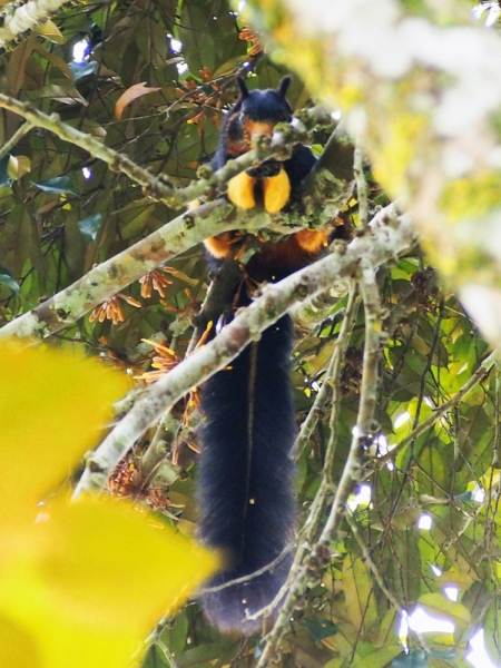 Сингхараджа и дикая фауна