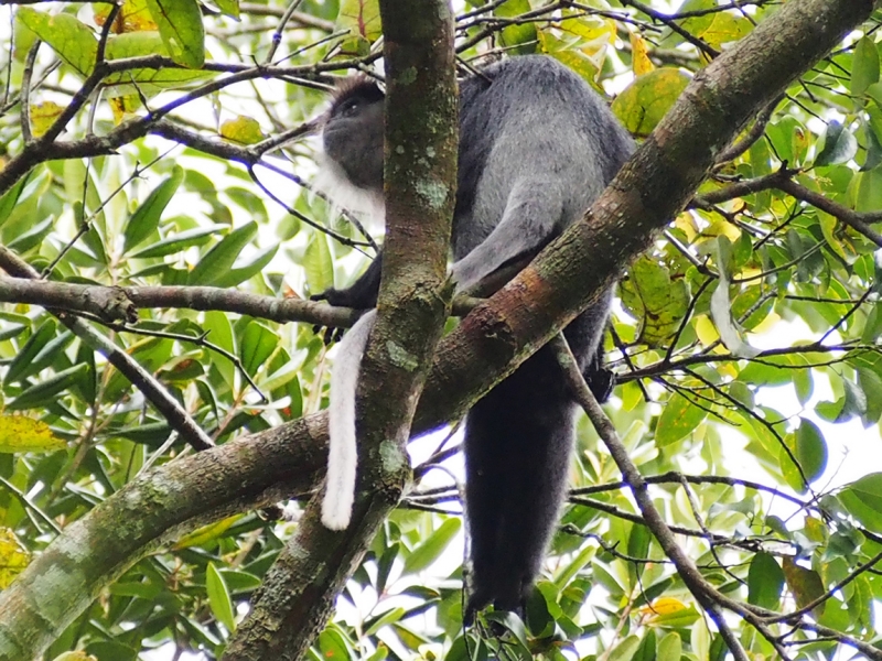 Сингхараджа и дикая фауна