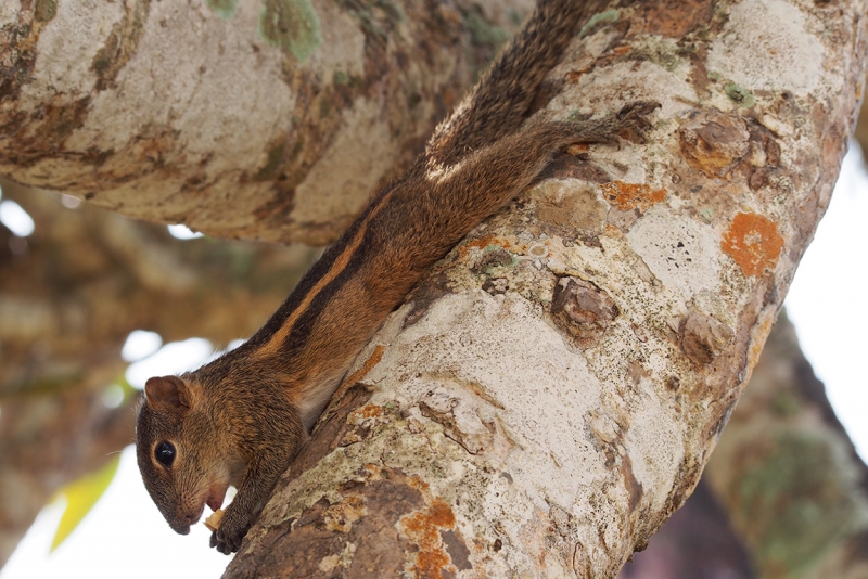 Сингхараджа и дикая фауна
