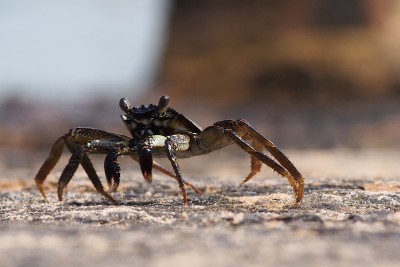 Сингхараджа и дикая фауна