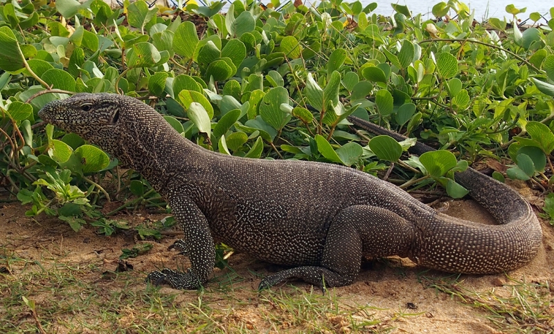 Сингхараджа и дикая фауна