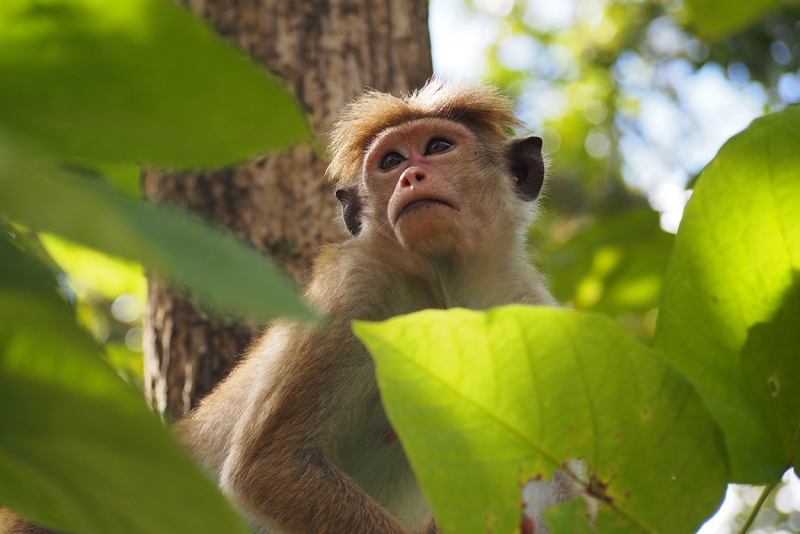 Сингхараджа и дикая фауна