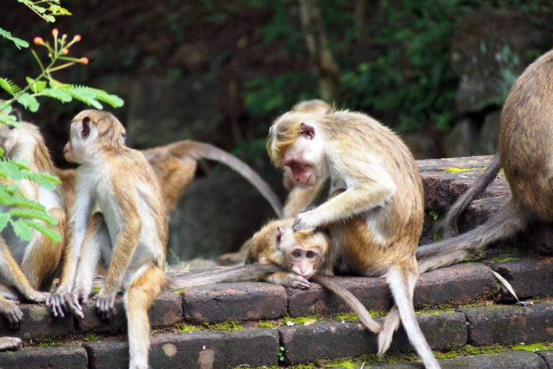 Сингхараджа и дикая фауна