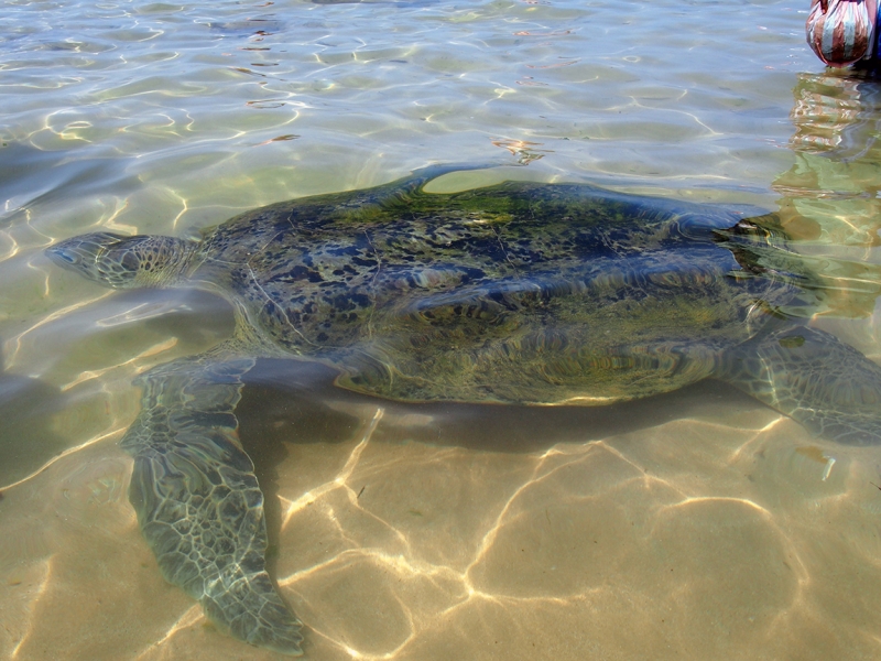 Сингхараджа и дикая фауна