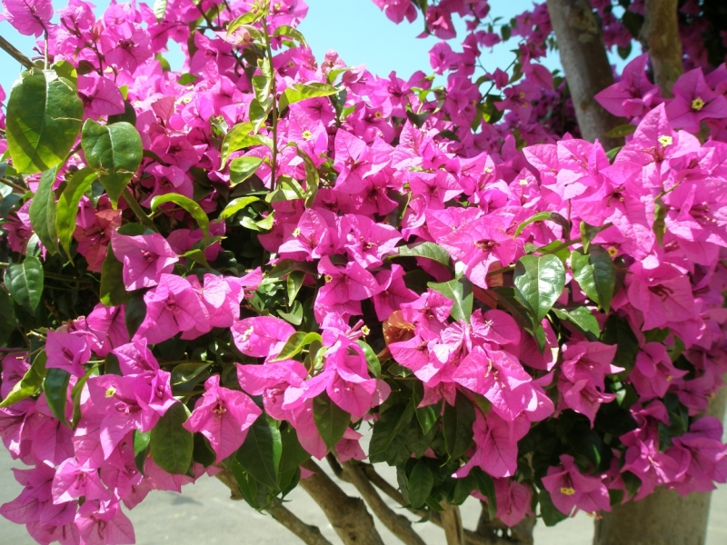 Нячанг с 06.02 по 17.02.15 "пакетом"-делюсь опытом.