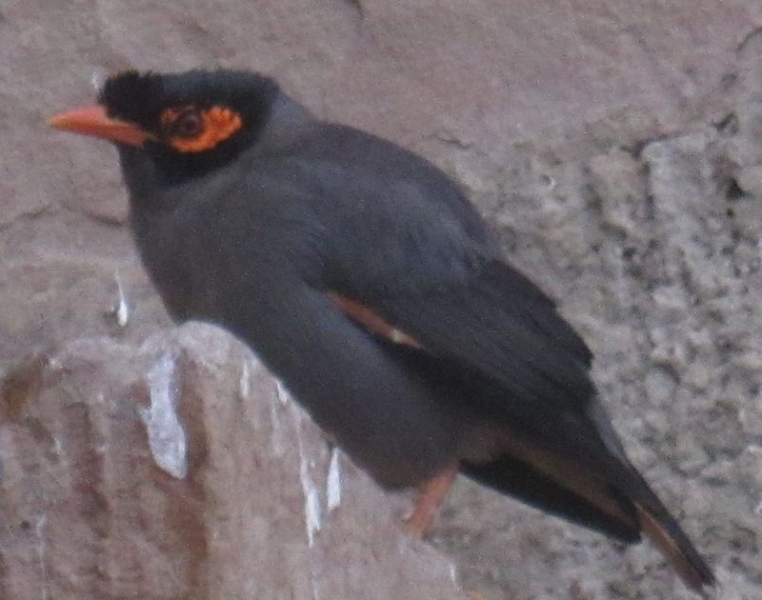 Индия (север: Варанаси, Бодхгая, Дармсала)