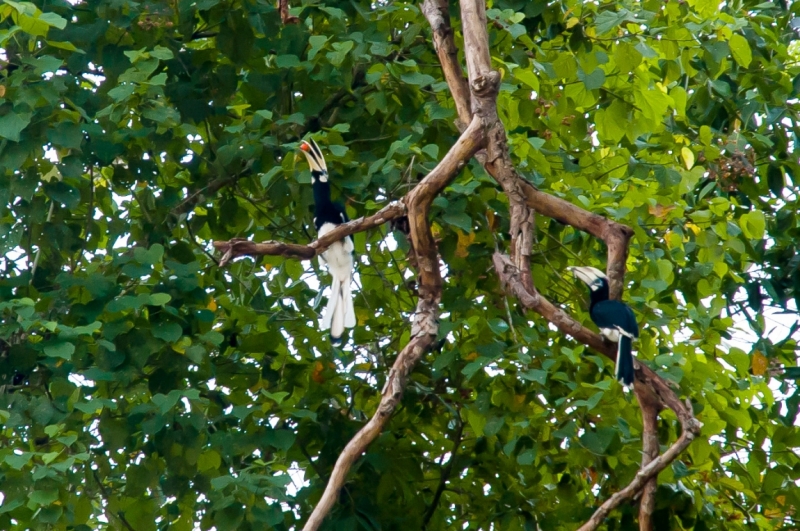 Малайзия 2013 - Борнео, Куала-Лумпур, Перхентианы - маршрут на месяц