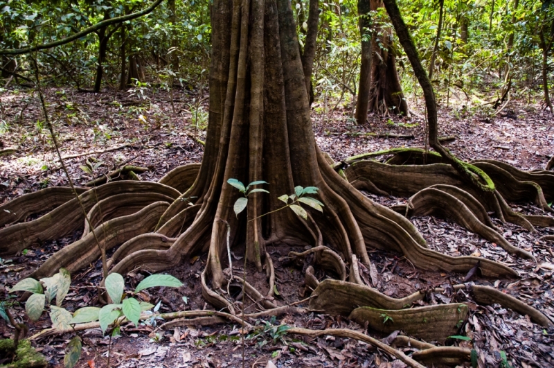 Малайзия 2013 - Борнео, Куала-Лумпур, Перхентианы - маршрут на месяц