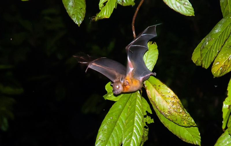 Малайзия 2013 - Борнео, Куала-Лумпур, Перхентианы - маршрут на месяц