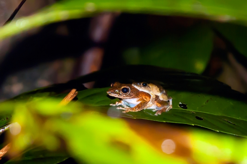 Малайзия 2013 - Борнео, Куала-Лумпур, Перхентианы - маршрут на месяц