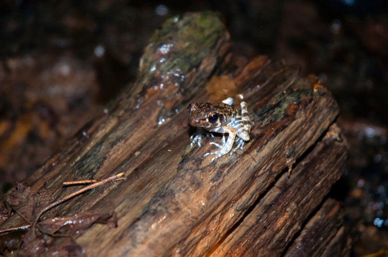 Малайзия 2013 - Борнео, Куала-Лумпур, Перхентианы - маршрут на месяц